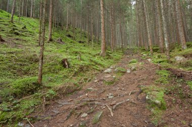 İtalyan Alpleri tipik bir orman içinde