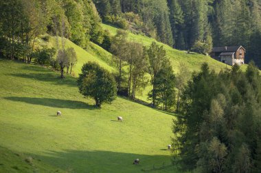 Sonbahar, bir dağ mera üzerinde günbatımı ışıkları