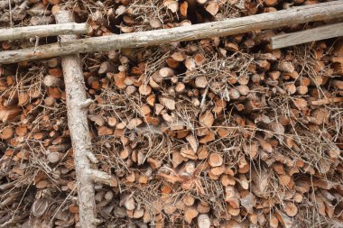 Mükemmel istiflenmiş çam ağacını arka plan olarak