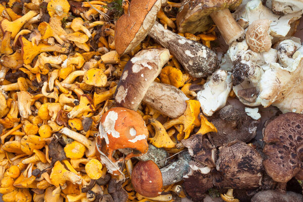 Свежие грибы, собранные прямо из дерева в качестве фона
