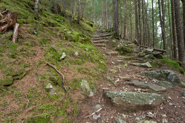 Intérieur Une Forêt Typique Des Alpes Italiennes — Photo