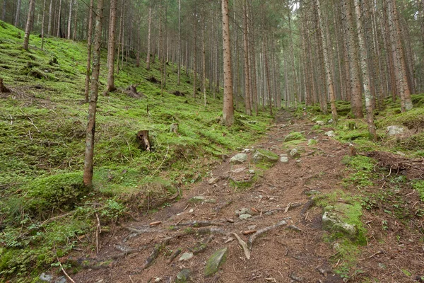 İtalyan Alpleri tipik bir orman içinde