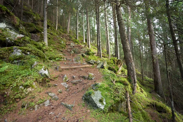 İtalyan Alpleri tipik bir orman içinde
