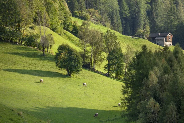 Sonbahar, bir dağ mera üzerinde günbatımı ışıkları
