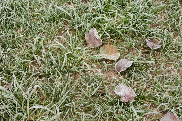 Herbe Gelée Après Une Nuit Froide Hiver — Photo