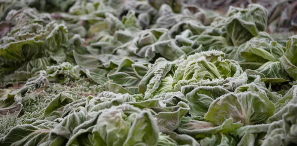 Frost Salad Cold Night Winter — Stock Photo, Image