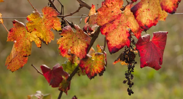 autumnal colors after the harvest in an Italian vineyard