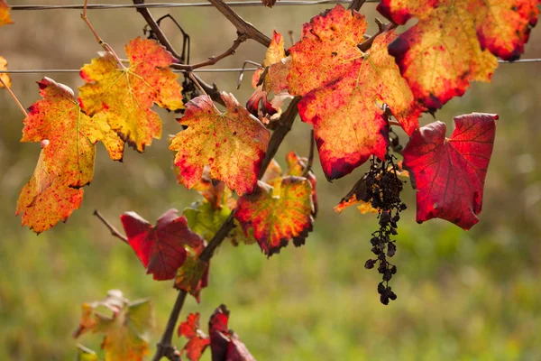 Podzimní Barvy Sklizni Italské Vinice — Stock fotografie
