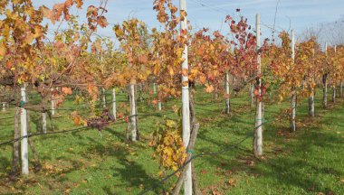 İtalyan bir üzüm hasattan sonraki sonbahar renkleri