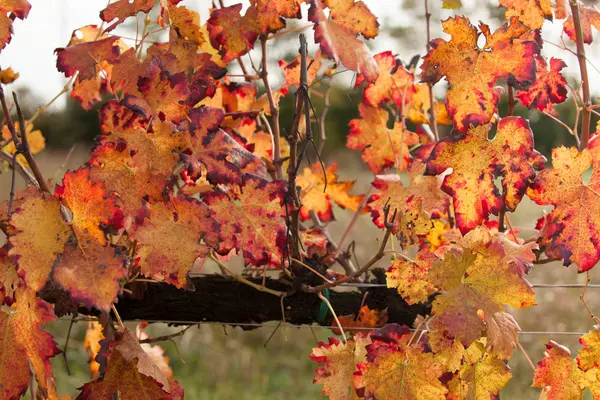 Colores Otoñales Después Cosecha Viñedo Italiano —  Fotos de Stock