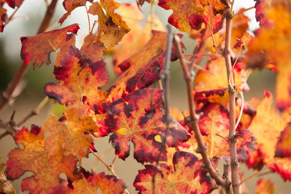 Podzimní Barvy Sklizni Italské Vinice — Stock fotografie