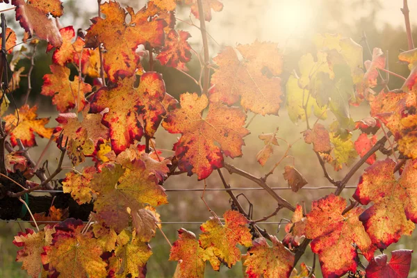 autumnal colors after the harvest in an Italian vineyard