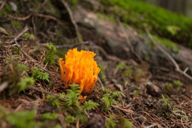 İtalyan Dolomites tipik bir musshroom