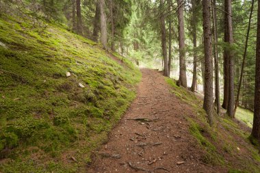 İtalyan Alpleri tipik bir orman içinde uzun bir dağ yolu