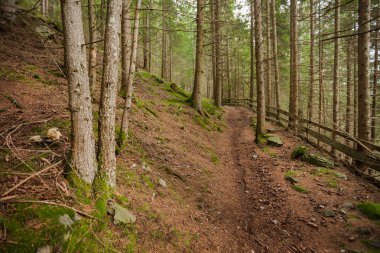 İtalyan Alpleri tipik bir orman içinde uzun bir dağ yolu