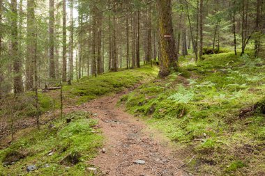 İtalyan Alpleri tipik bir orman içinde uzun bir dağ yolu