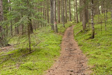 İtalyan Alpleri tipik bir orman içinde uzun bir dağ yolu