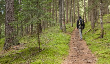 ormanda uzun bir yol yürüme