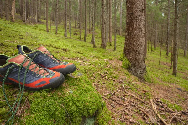 Wandern Wald Lange Einen Weg — Stockfoto