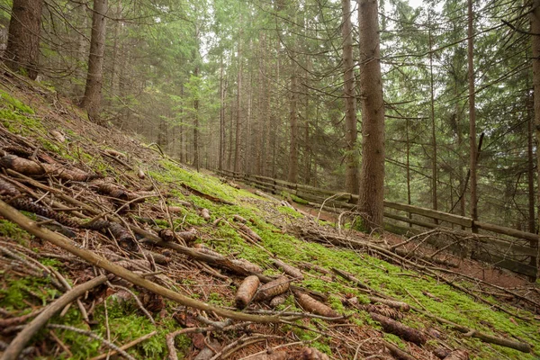 Intérieur Une Forêt Typique Des Alpes Italiennes Longe Sentier Montagne — Photo