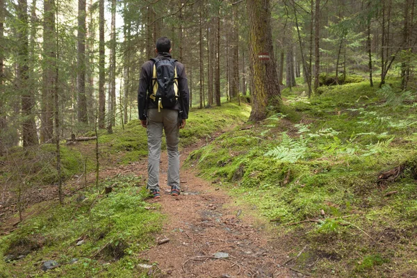 walking in the woods long a path