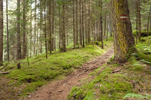 在意大利阿尔卑斯山的一个典型的森林里 一条长长的山路 — 图库照片