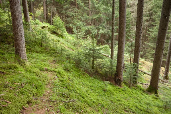 Dentro Uma Floresta Típica Dos Alpes Italianos Longo Caminho Montanha — Fotografia de Stock