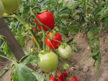 Ev yapımı sebze bahçesinde kırmızı domates bitkisi