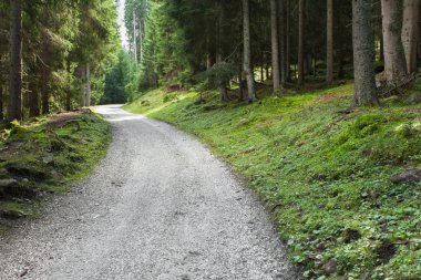 Ormanın içinde uzun bir dağ yolu yürüyüş
