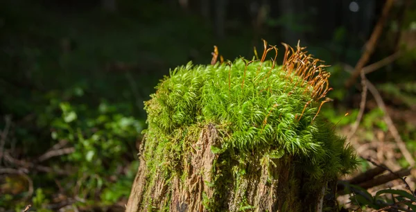 Uma superfície de musgo verde dentro da floresta — Fotografia de Stock