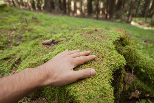 Pieszcząc powierzchni zielony mech ręką wewnątrz lasu — Zdjęcie stockowe