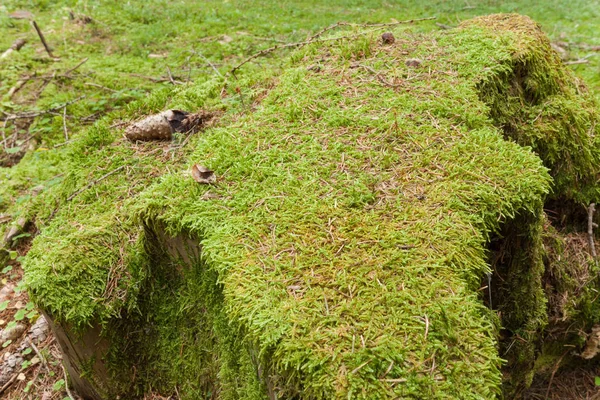Uma superfície de musgo verde dentro da floresta — Fotografia de Stock