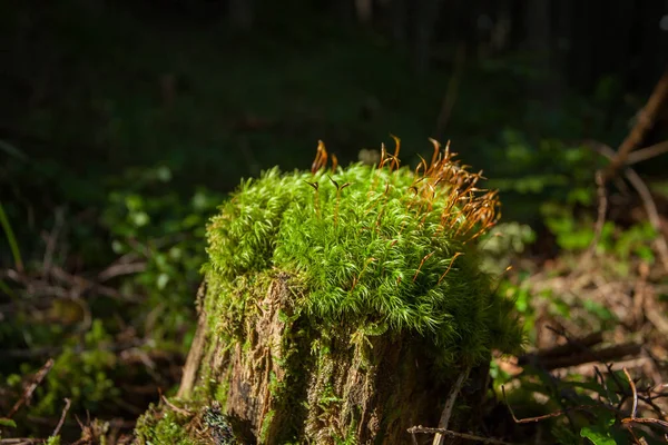 En yta av grön mossa inuti skogen — Stockfoto