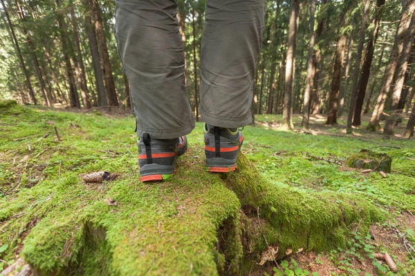 walking in the woods long a path