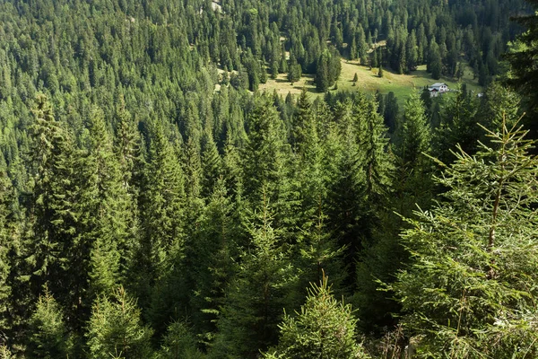 Szeroki kąt widzenia z typowy Las modrzewi we włoskich Alpach — Zdjęcie stockowe