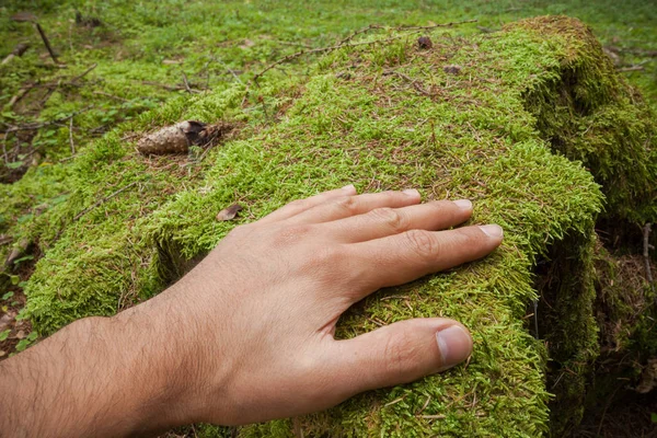 Acariciando uma superfície de musgo verde com uma mão dentro da floresta — Fotografia de Stock