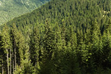 larches İtalyan Alpleri'nde tipik bir ormandan gelen geniş görüş