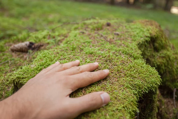 Χαϊδεύει επιφάνεια πράσινα βρύα με ένα χέρι μέσα στο δάσος — Φωτογραφία Αρχείου