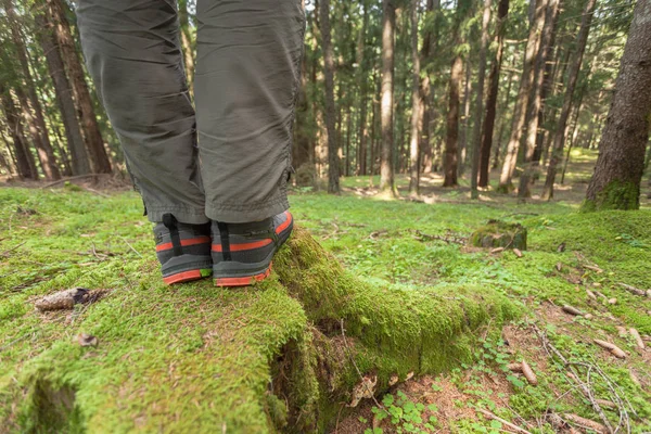 Wandern im Wald lange einen Weg — Stockfoto