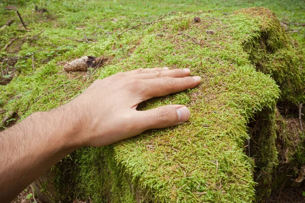 Acariciando uma superfície de musgo verde com uma mão dentro da floresta — Fotografia de Stock