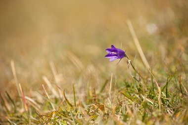 Dağ çiçek Dolomites - İtalya