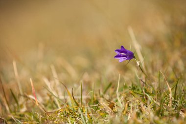 Dağ çiçek Dolomites - İtalya