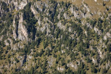 çam ağaçlarının bir dağa yaslanmış tarafında doku olarak uzun.