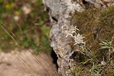 Dağ edelweiss Dolomites - İtalya dan