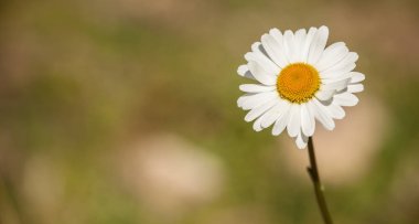Marguerite çiçek Dolomites - İtalya