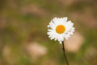 Marguerite çiçek Dolomites - İtalya
