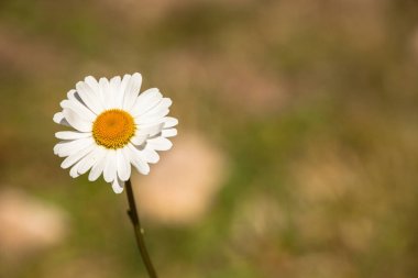 Marguerite çiçek Dolomites - İtalya