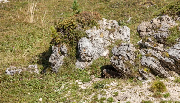 Una marmotta dalla sua tana tra le montagne — Foto Stock