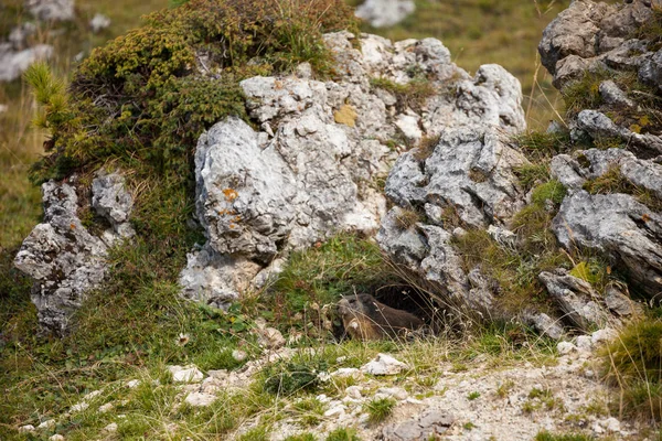 En murmeldyr fra hiet sitt i fjellene. – stockfoto