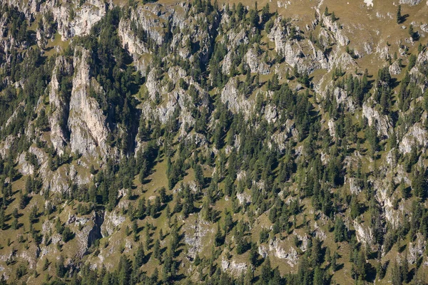 Pinheiros muito tempo um lado inclinado de uma montanha como textura — Fotografia de Stock